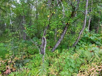 14972 E Powers Rd, Talkeetna, AK, 99676