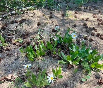 533 Henglow Dr, Cascade, ID, 83611