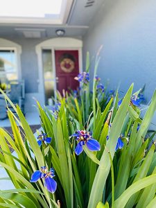 313 Morningside Dr, Palm Harbor, FL, 34683