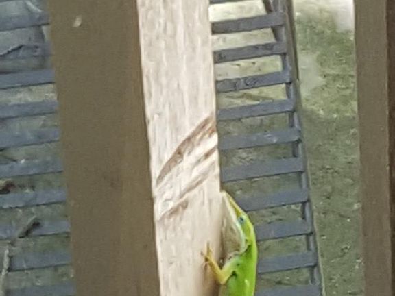 Lizard stops by to say hi