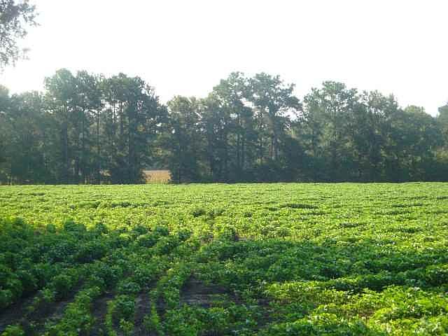 2nd image of TBD Blakely Rd. #Trio Area
