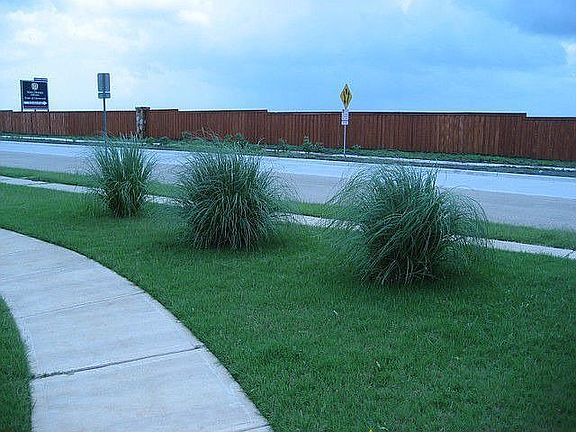 Front Side Yard