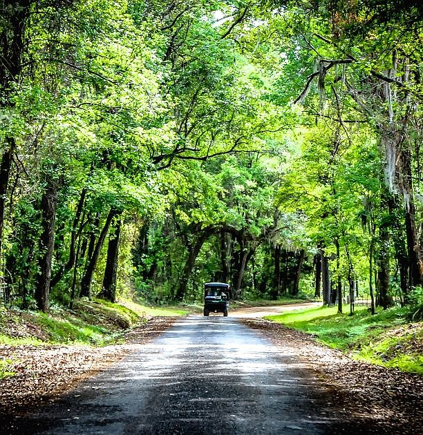 Down the Wooded Lane