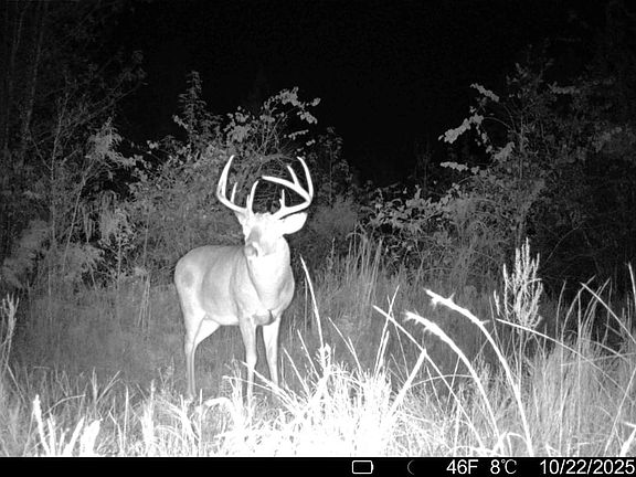Buck Pic 6