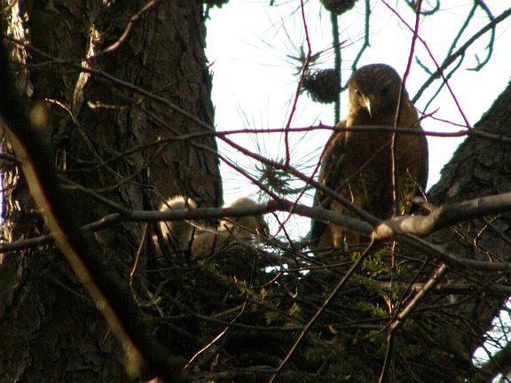 Hawk and chicks from deck