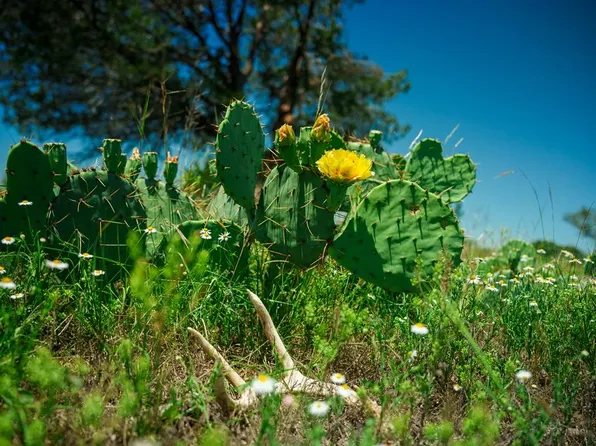 0 Rm 2291 Ranch Rd, Menard, TX 76859