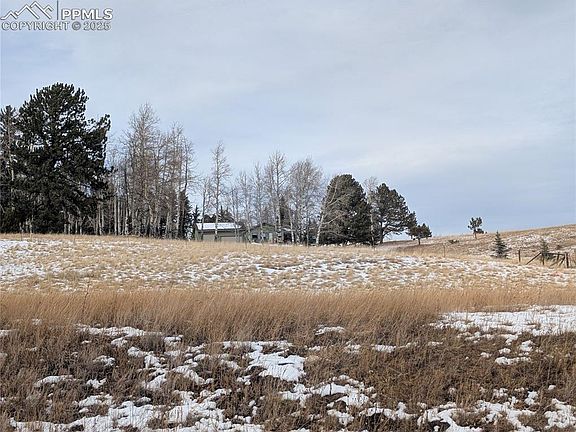 5th image of 307 Pinaceae Hts