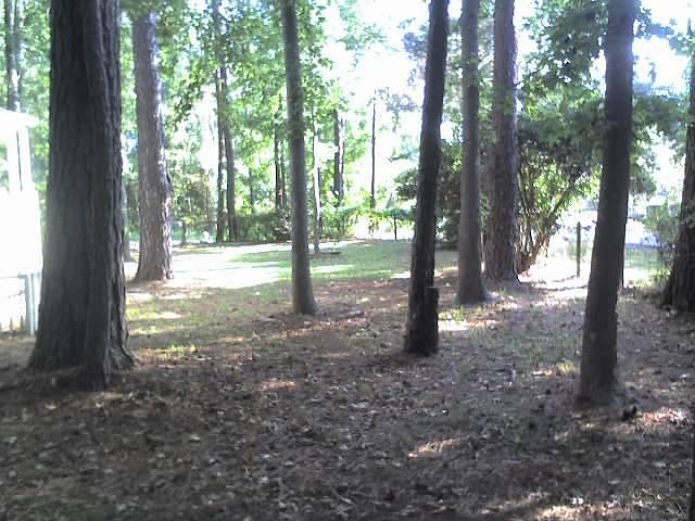Wooded Lot