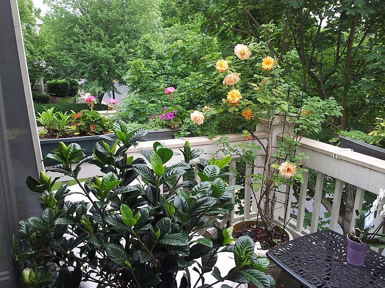 Balcony gets a lot of nice sun (East)