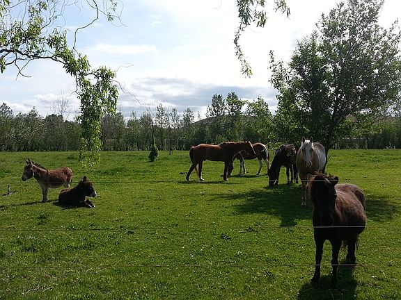 The grazing is good here!