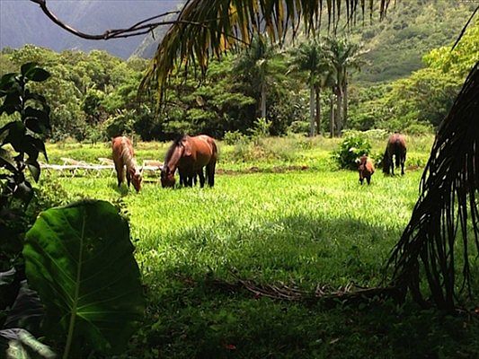 4th image of 11 Waipio Valley