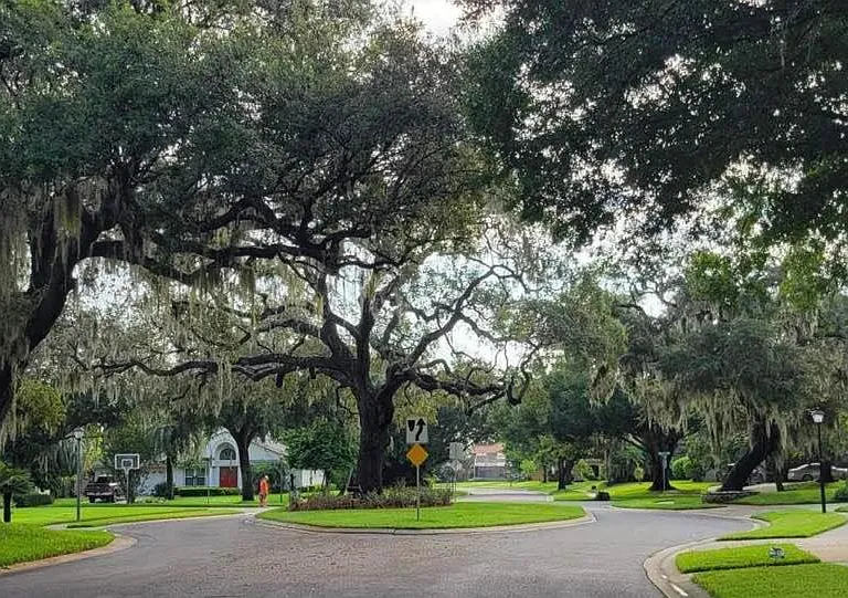 Matured tress thru out the neighbourhood