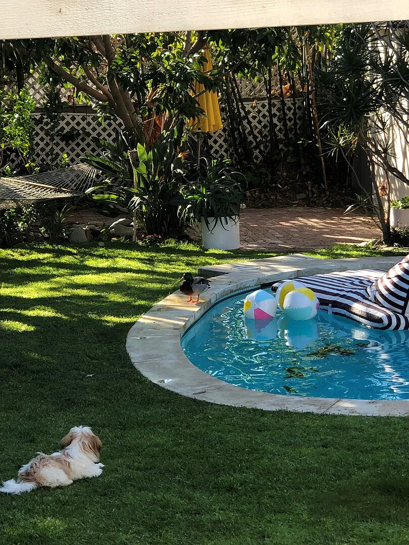 Sunny Santa Monica Oasis — Photo 4