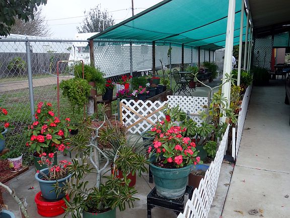 Flowering Plants