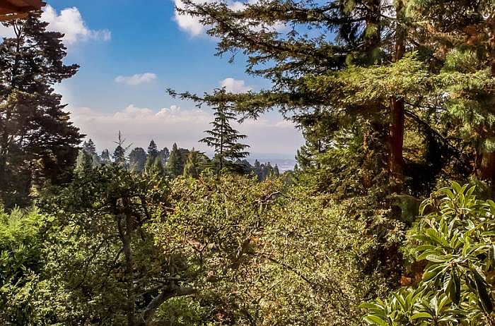 Tree-framed bay view