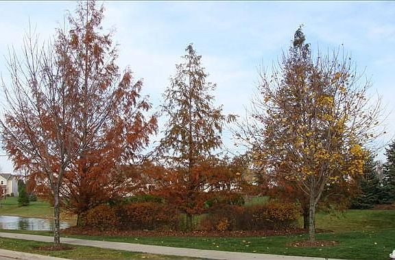 3rd image of 4548 Trailane Dr