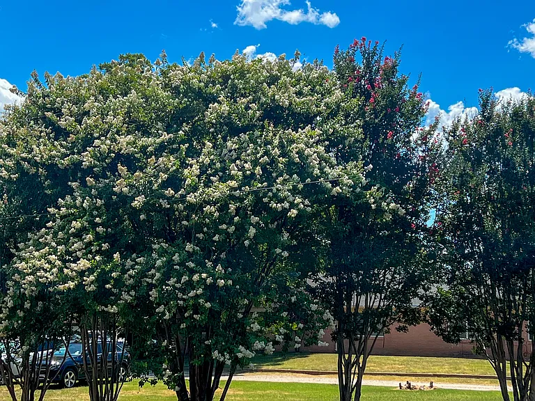 Oakcrest — Photo 6