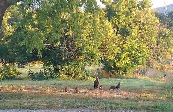 Wildlife abounds