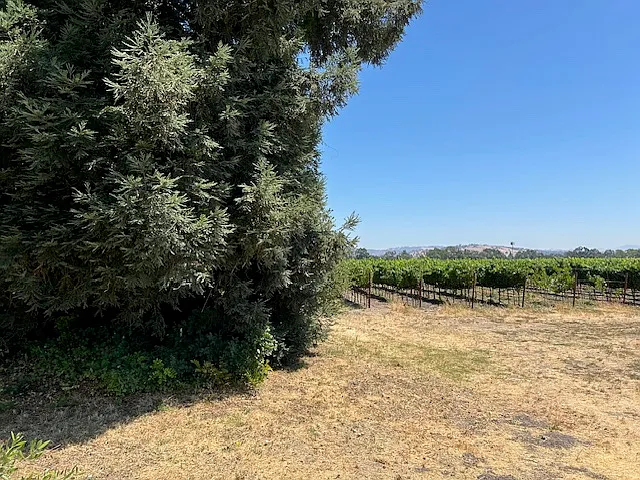 Backyard view