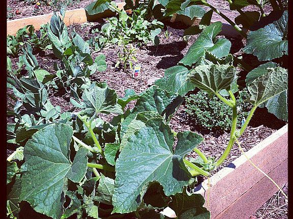 one of three garden boxes