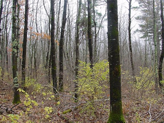 2nd image of 4.4 Acres on Koeppler Rd.