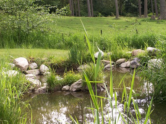 Part of Pond in front yard
