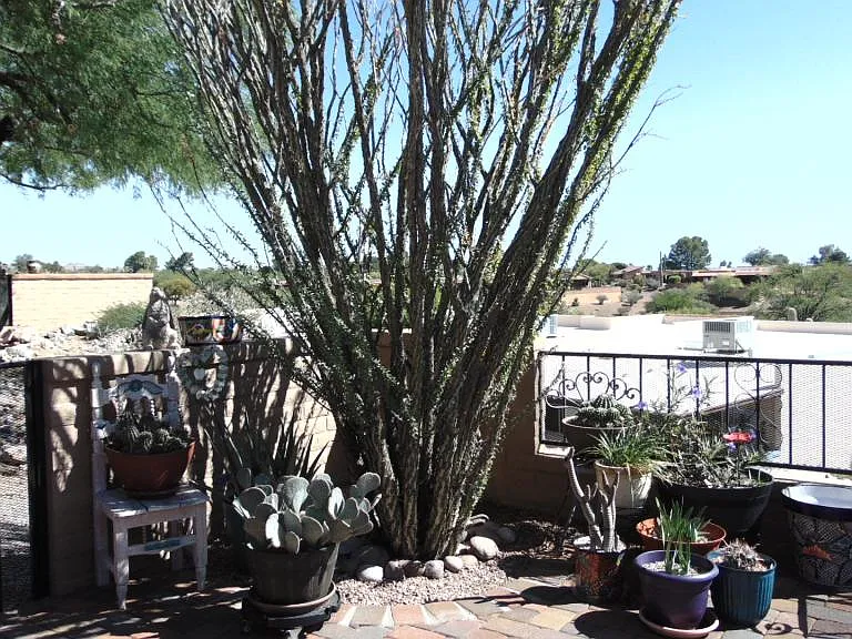 1098 W Camino Sagasta — Photo 35