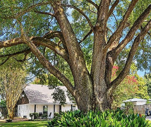 Majestic oak