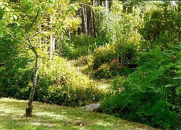 Woodland half of yard