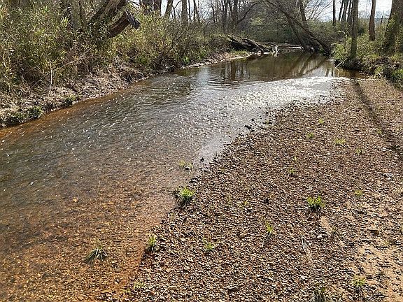 Pebbly bottom creek