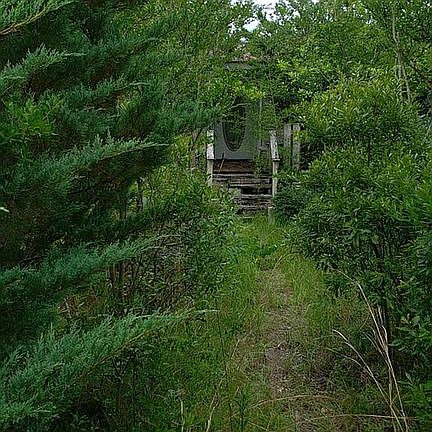 Front door slightly overgrown