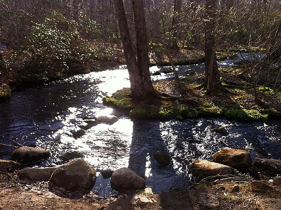 Stream on the property