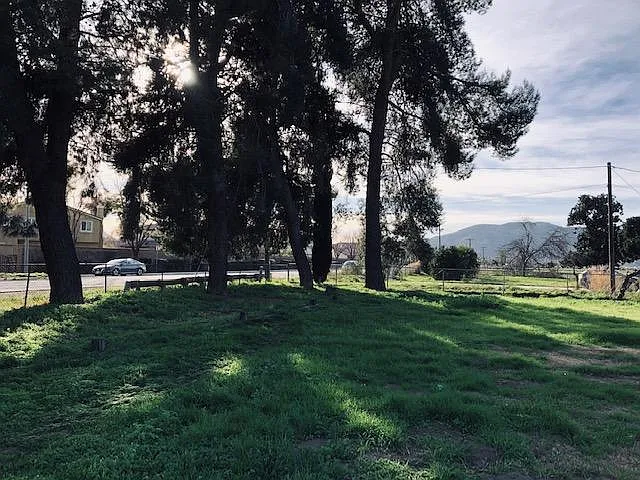 Large Front Yard with Pine Trees
