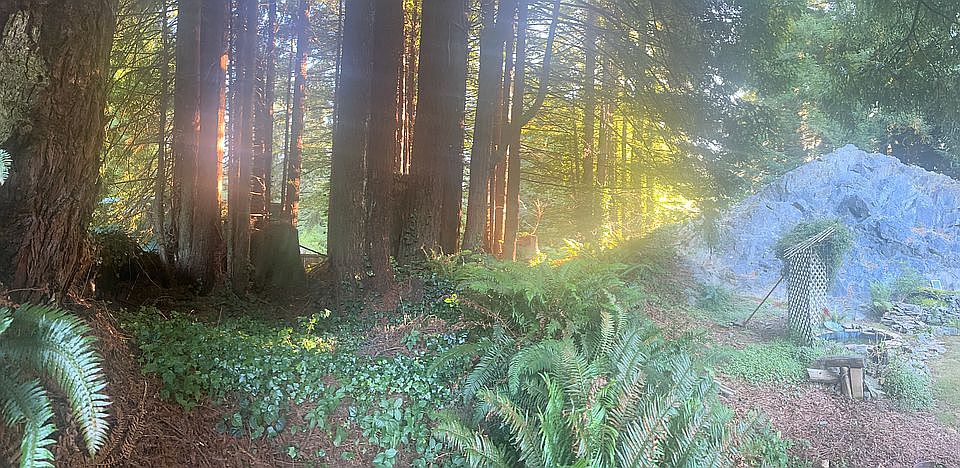2nd growth redwoods