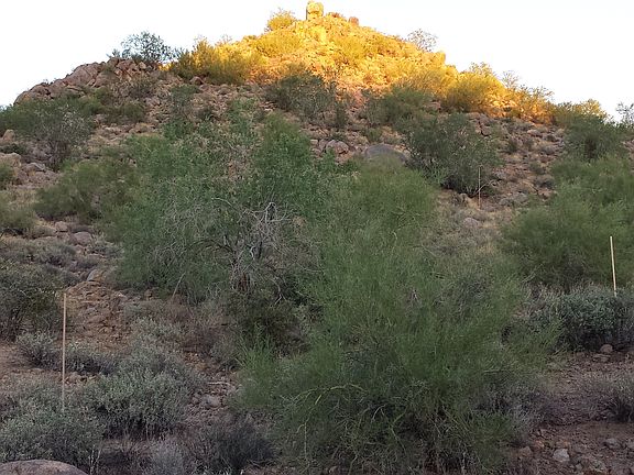 5th image of 10795 E Copa Del Oro Ln