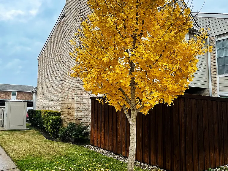 Tucked within the community, this peaceful corner comes alive in the fall as golden leaves softly blanket the ground. Like petals in slow motion, they create a calm and romantic atmosphere that makes even an ordinary walk feel special. _