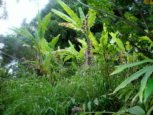 4th image of 35-1632 Hawaii Belt Rd Lot 6A