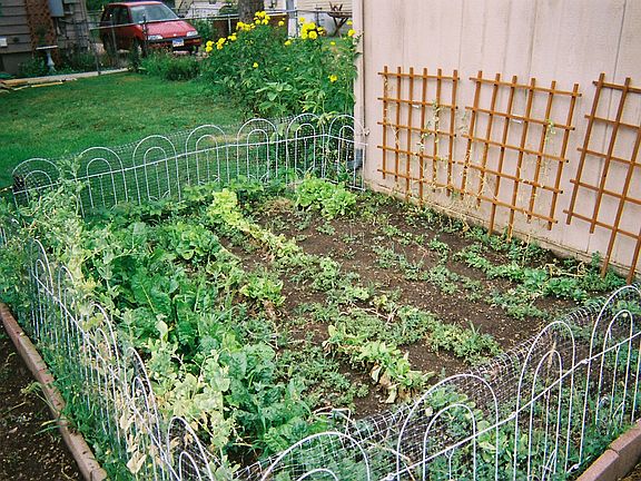 Vegetable garden