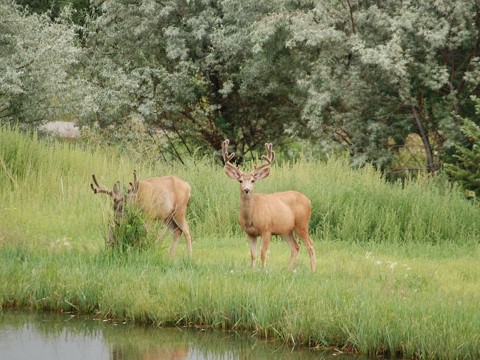 Bucks in Velvet
