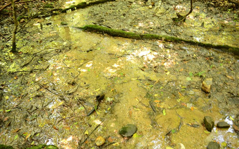 1st image of 140 Babbling Brook Ln
