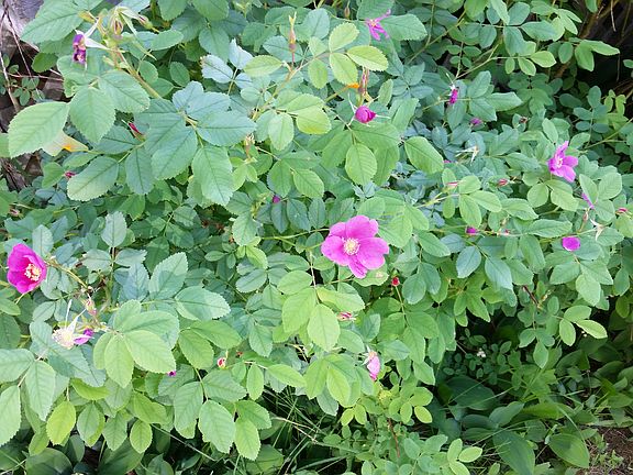 Wild Roses