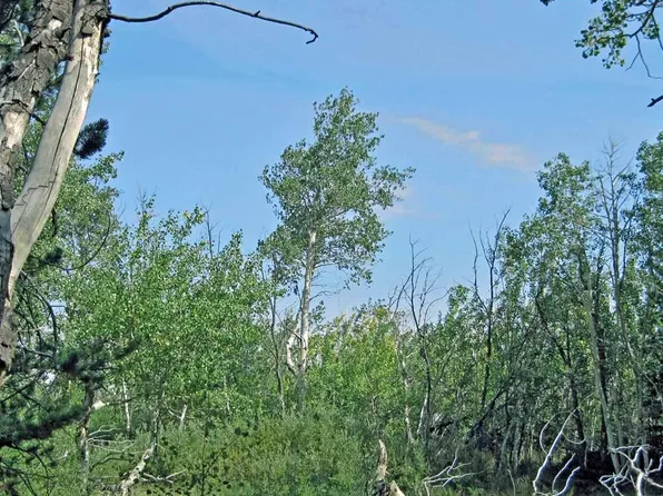 Wilderness Ranch Rd, Sand Creek Township, CO 82070
