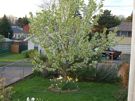 Front Yard