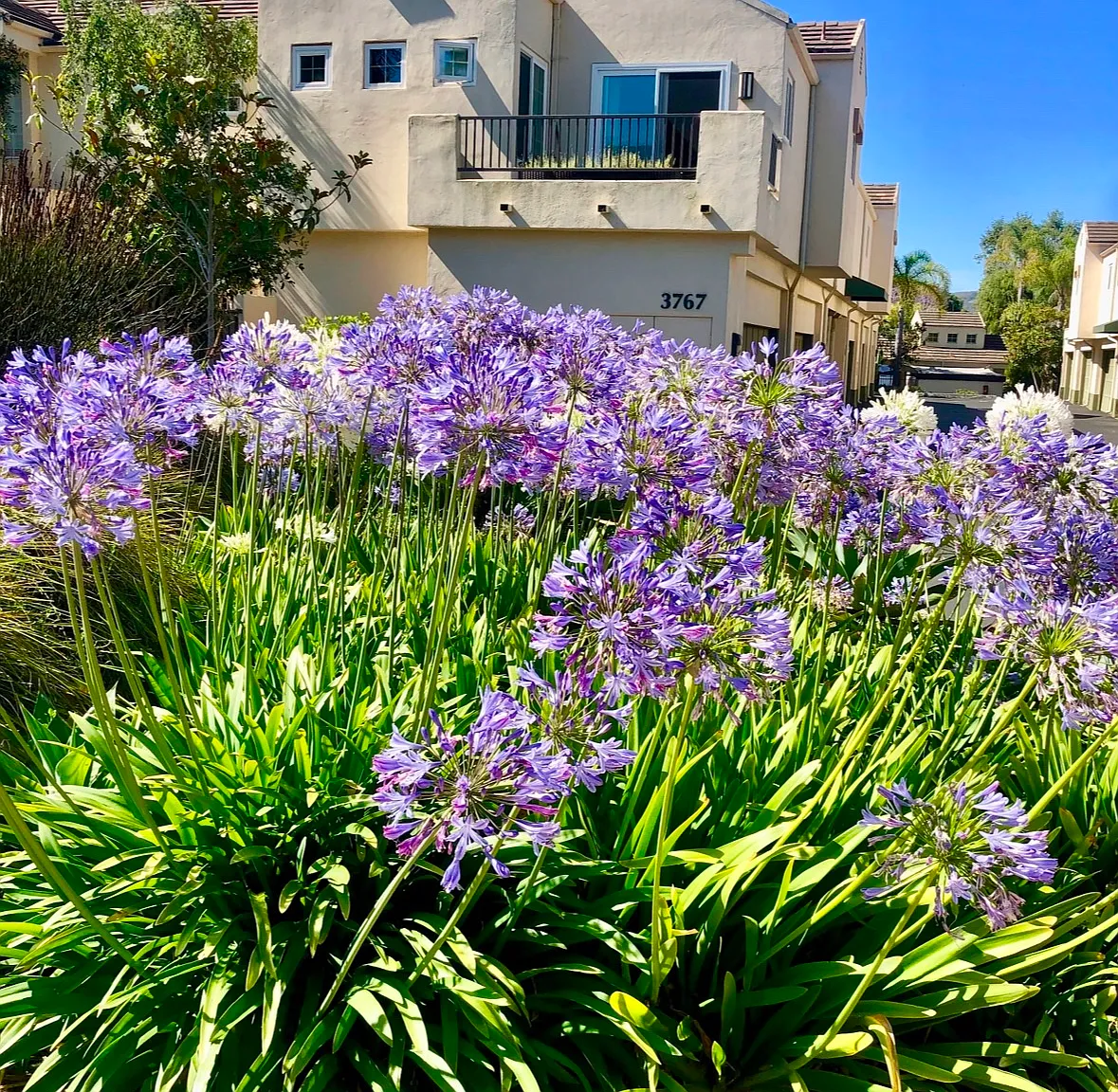 3 bed, 1300 sqft, $1,500 — Photo 4