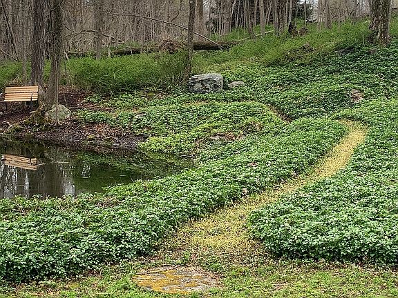 Verdant pachysandra