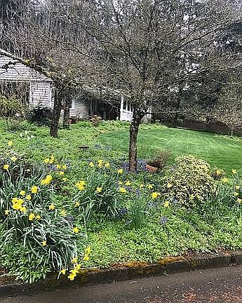 Front Yard
