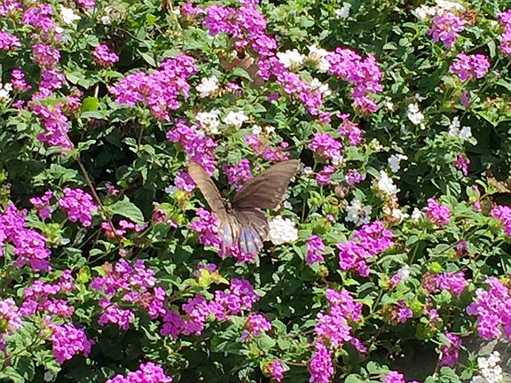 Butterfly Visitors