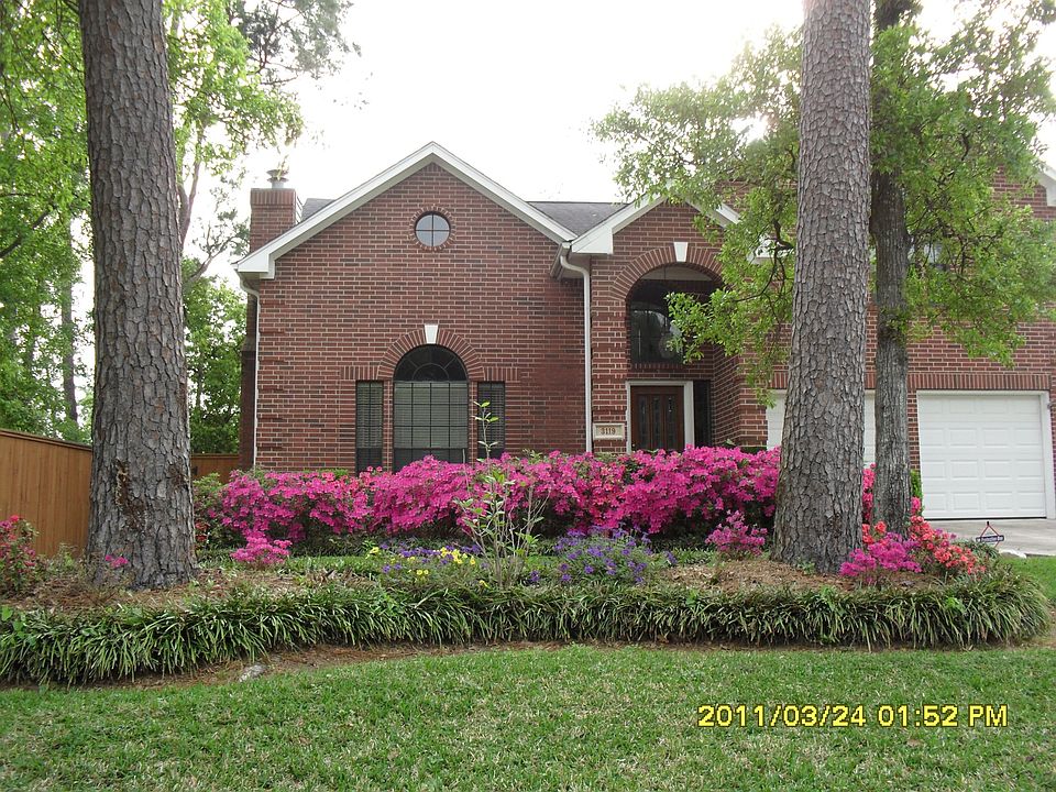 Azaleas in bloom 