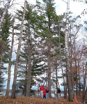 Towering White Pines