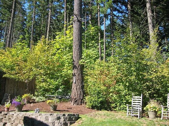 Beautiful Greenspace